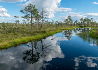 Fototapeta na wymiar summer landscape from the swamp, white cumulus clouds reflect in the dark swamp water. Bright green bog grass and small bog pines on the shore of the lake. Nigula bog, Estonia.