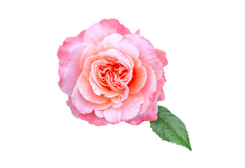 pink rose flower with green leaves isolated on white background