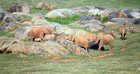 two elephants communicating on a safari