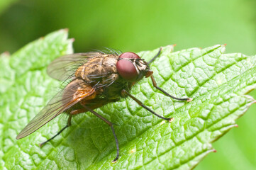 Mucha na liściu