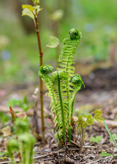 Fern leaf leaf background, young, green shoots of fern (Polypodiophyta), spring season. Close-up