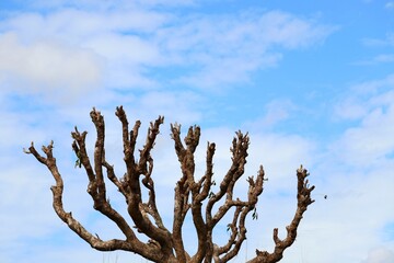 Leafless tree branches with blue sky