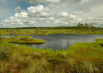 landscape from swamp, sunny summer day with bog vegetation, trees, mosses and ponds, cloudy sky