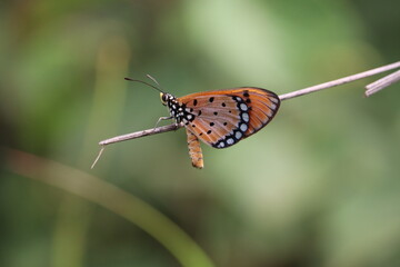 a small and colorful butterfly sitting on a stem