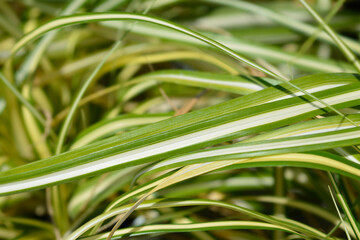 Striped Weeping Sedge Evergold