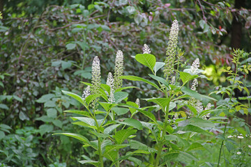 Kermesbeeren-Blüten