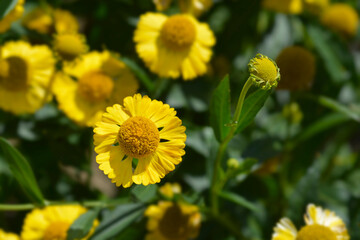 Common sneezeweed