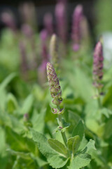 Balcan clary Ostfriesland