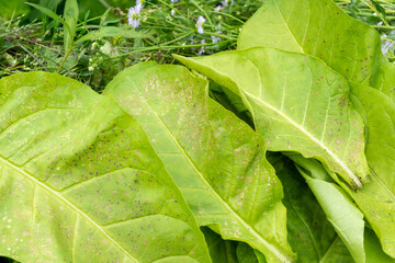 Tobacco leaves affected by disease. Agriculture, harvest season