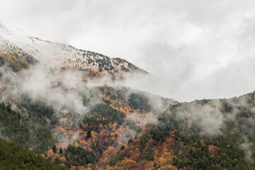 Misty forest covered in fog with autumn colors . Foggy colorful fall mountains. Peaceful moody scenery.