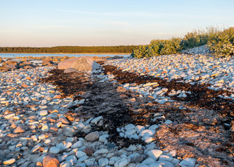 summer sunset landscape with sea cabbage, Crambe maritima, which grows on the coast of the Estonian...
