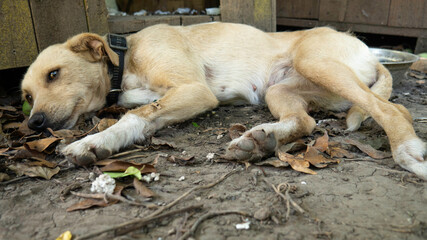 Tired mixed breed dog lying on the ground. Sick dog in the shelter.