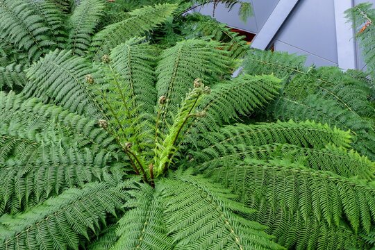 Cyathea contaminans is a tree fern that grows to 7 meters. Trunk is covered with black and still interlacing roots. Leaves are bipinnate up to 2.5 meters long. Leaf stalk is stout, spiny, and purplish