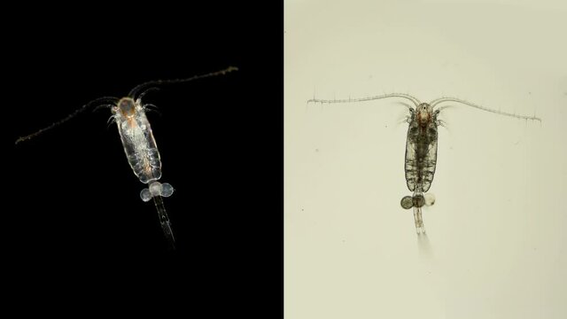 crustacean Copepoda Calanus sp. under a microscope, of the family Calanidae, in the video is a female with eggs. Sample found in the Barents Sea