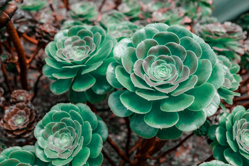 Aeonium, the tree houseleeks, is a genus of about 35 species of succulent, subtropical plants of the family Crassulaceae. Many species are popular in horticulture.