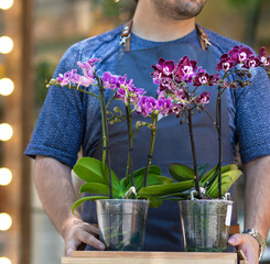 Man holding pink Dendrobium nobile orchid flower