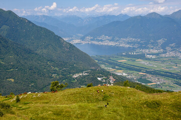 Naklejka na ściany i meble View at Magadino valley and lake Maggiore on Switzerland