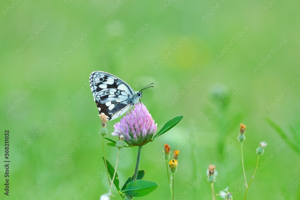 Wall mural ein schachbrett schmetterling sitzt auf einem klee in der wiese, melanargia galathea