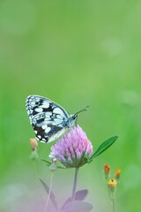 Ein Schachbrett Schmetterling sitzt auf einem Klee in der Wiese, Melanargia galathea