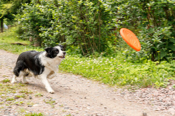 Outdoor portrait of cute funny puppy dog border collie catching frisbee in air. Dog playing with...