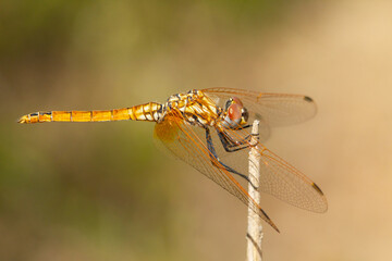 Trithemis annulata, commonly known as the violet dropwing, Dragonfly in its innkeeper waiting for its prey.