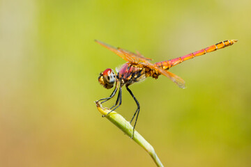 Trithemis annulata, commonly known as the violet dropwing, violet-marked darter, dragonfly waiting for its prey, Barcelona, Spain.