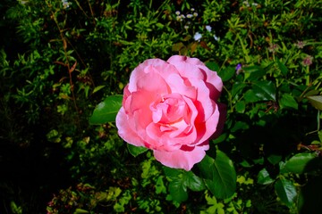 庭のピンクの薔薇