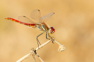 The red-veined darter or nomad, Sympetrum fonscolombii, dragonfly inn looking for food.