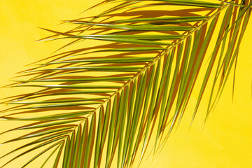 Palm leaf on a yellow background. Flat lay style