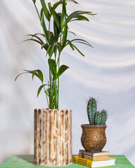 Echinocereus cactus with plant white background