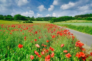 field of poppies