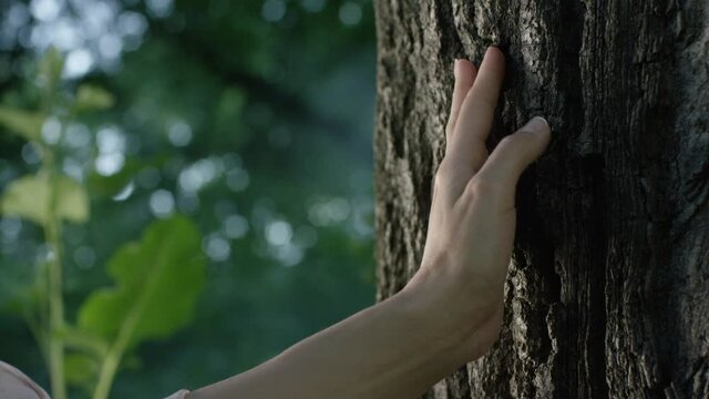 woman hand touches the bark of an oak tree