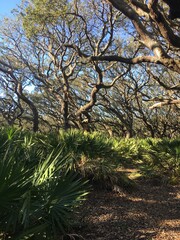 trees in the forest, island, sand, beach, coastal, Cumberland Island, Georgia