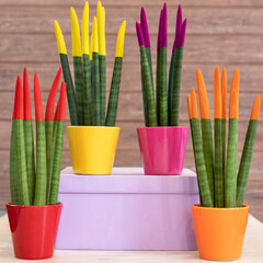 Painted Sansevieria cylindrica Straight - Cylindrical Snake Plant in the colorful pots
