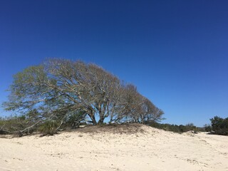 lonely tree on the beach, lonely tree in the snow, in the sand, unique shape tree, beach, sand dunes, Cumberland Island, Georgia