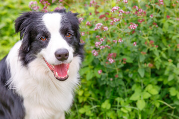 Outdoor portrait of cute smiling puppy border collie sitting on grass park background. Little dog with funny face in sunny summer day outdoors. Pet care and funny animals life concept