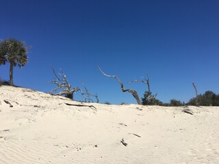 dead tree on the beach, driftwood, Cumberland Island, Georgia