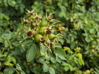 WILD ROSE HIPS 