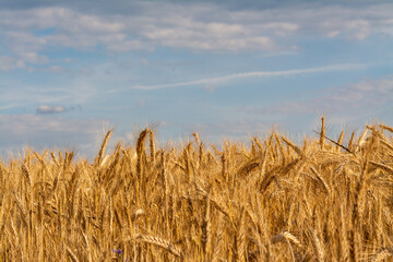 golden corn on a field farm plantation  country panorama