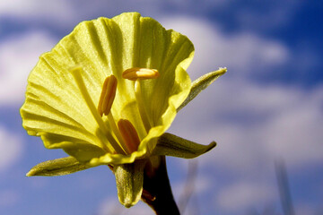 Petticoat Daffodil, Narcissus bubocodium, Guadarrama National Park, Segovia, Castile and León,...