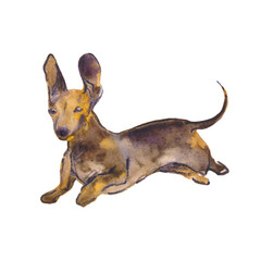Hand painted watercolor illustration: Dachshund dog breed. Sketch