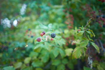Wild blackberries on plant in field. more mature red and black bramble fruit