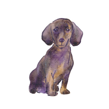 Hand painted watercolor illustration: Dachshund dog breed. Sketch