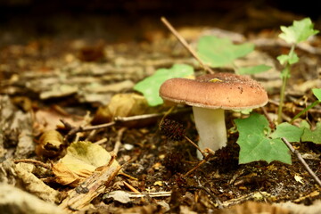 mushroom in the forest