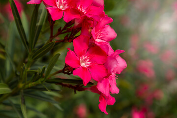 Blooming Pink Oleander flowers (Oleander Nerium) close up