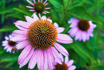Small group of echinacea flowers. Echinacea purpurea. Pink coneflower Rubinstern. Blurred background.