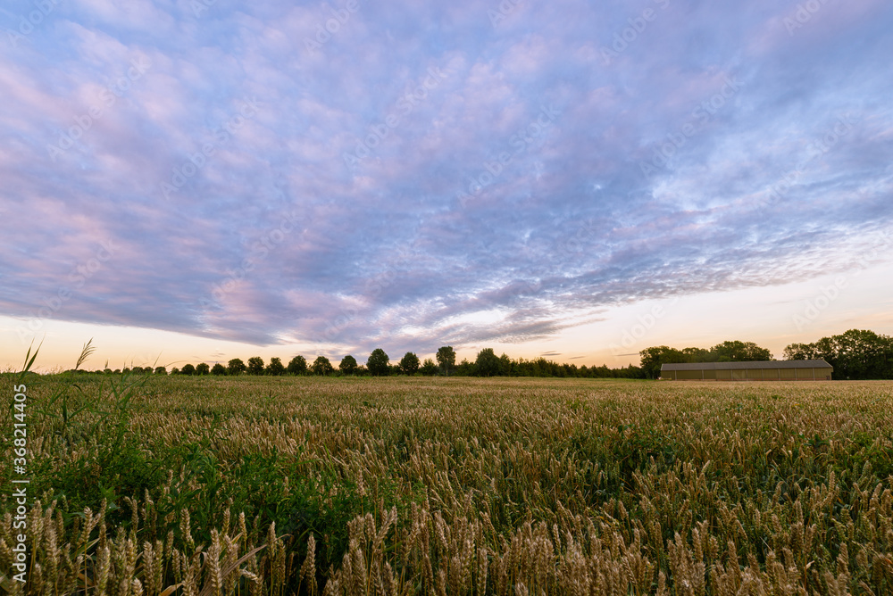 Wall mural Purple evening sky over a wheat field