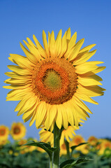 Field of sunflower farming plantations. Sunflower head close up. Natural background for your design.