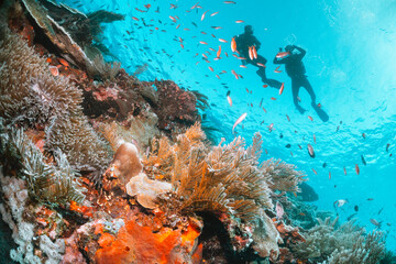 Scuba divers swimming over colorful coral reef formations surrounded by small tropical fish