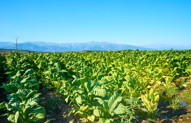 Fototapeta na wymiar Crop fields of tobacco plants